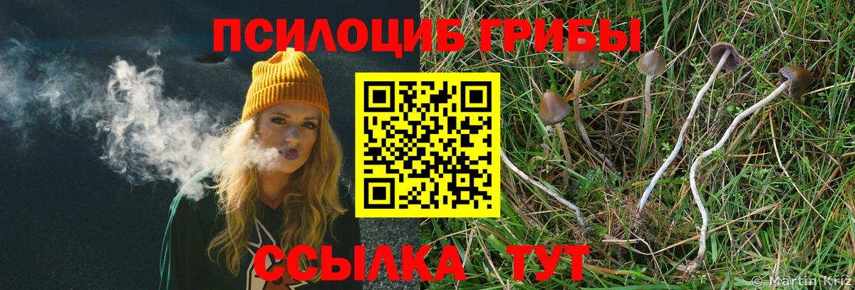 Псилоцибиновые грибы Psilocybe Верхняя Пышма